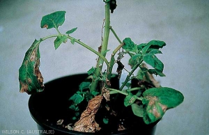 Symptômes sévères sur plante de pomme de terre provoqués en infection secondaire de <i><b>Tomato Spotted Wilt Virus</i></b> (TSWV, virus des taches bronzées de la tomate)