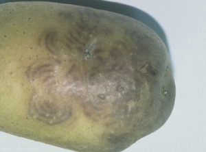 Arcs concentriques sur tubercule de pomme de terre contaminé par le <i><b>Tomato Spotted Wilt Virus</i></b> (TSWV, virus des taches bronzées de la tomate)