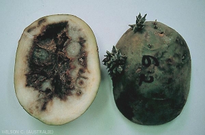 Arcs nécrotiques externes et internes et développement de pourriture dans les tubercules de pomme de terre. <i><b>Tomato Spotted Wilt Virus</i></b> (TSWV, virus des taches bronzées de la tomate)