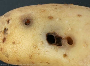Perforation sur tubercule de pomme de terre occasionnée par une limace