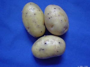 Trous de taupins dans des tubercules de pomme de terre. <i><b>Agriotes</i></b> <b>spp.</b>