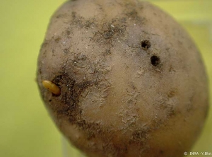Galeries et larve de taupins dans un tubercule de pomme de terre. <i><b>Agriotes</i></b> <b>spp.</b>