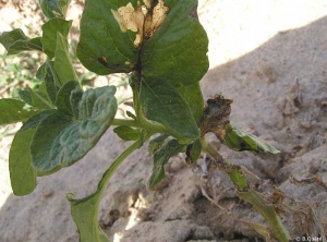 Galeries réalisées par des chenilles de teigne dans des nervures des feuilles de la base chez la pomme de terre avec présence possible de toiles et excréments noirs laissés par ces chenilles. <i><b>Phthorimaea operculella</i></b>