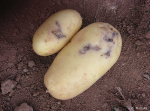 Galeries superficielles creusées par les chenilles de teigne sur tubercules de pomme de terre, démarrant souvent près d'un germe. <i><b>Phthorimaea operculella</i></b>