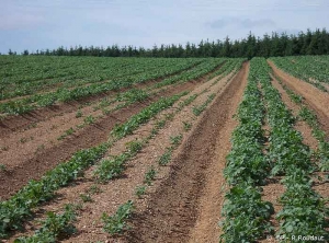 Zone dépressive dans une parcelle de pommes de terre correspondant à un foyer de scutigerelles, rongeant les racines. <i><b>Scutigerella immaculata</i></b>