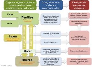 Figure-Symptomes-Physiologie