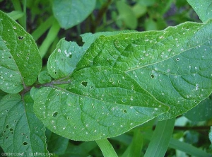 Dégâts d'altises sur feuillage de pomme de terre. <i><b>Epitrix</i></b> <b>sp.</b>