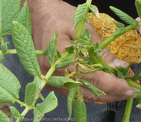 Dégâts causés par des acariens sur pomme de terre : déformations et nécroses brunes sur feuillage