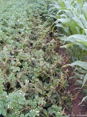 Dégâts en bordure de parcelle de pomme de terre liés à une dérive d'herbicide, le fluroxypyr (Starane) appliqué sur la parcelle de mais