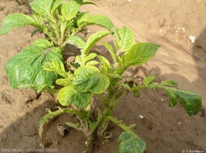 Manque de sélectivité d'un herbicide pomme de terre en association, ici la métribuzine, provoquant un jaunissement de l'extrémité des premières feuilles de pomme de terre juste après la levée, puis un marquage des feuilles de la base (nervures jaunâtres) plus tard en végétation