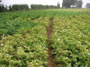 Déformation et jaunissement du feuillage sur parcelle de pomme de terre, phytotoxicité importante d'un herbicide non sélectif de la culture : ici fond de cuve d'un produit utilisé sur maïs, la mésotrione (Callisto) 