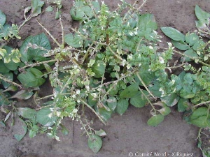 Déformation, jaunissement et nécroses sur feuillage de pomme de terre, dégâts provoqués par un herbicide maïs (ex. Mikado)