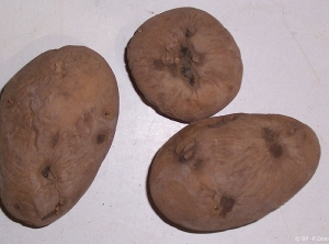Yeux brûlés et pourritures sur tubercules de pomme de terre liés à un traitement de plant en mauvaises conditions