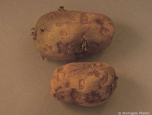 "Brûlures" de traitement à la récolte appliqué sur tubercules de pomme de terre immatures