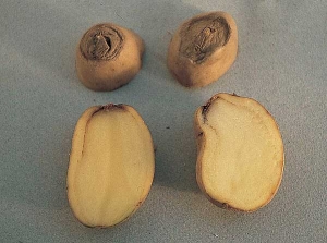 Nécrose au talon et brunissement de l'anneau vasculaire sur tubercules de pomme de terre, lié à un défanage dans certaines conditions (par forte chaleur, sur plantes déshydratées...)