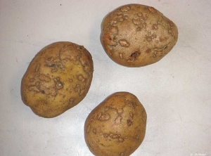 Taches brunes plus ou moins proéminentes, provoquées par l'application d'un antigerminatif, le CIPC (chlorprophame) sur tubercules de pomme de terre humides et peu mûrs