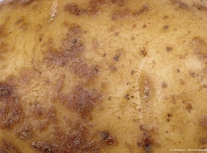 Gros plan sur des taches brunes plus ou moins proéminentes, provoquées par l'application d'un antigerminatif, le CIPC (chlorprophame) sur tubercule de pomme de terre humide et peu mûr