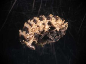 insecte-isaria-fumosorosea