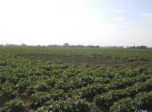 Manques à la levée et pourritures liés à de fortes précipitations après plantation d'une parcelle de pomme de terre