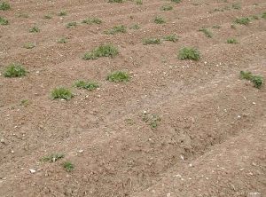 Manques à la levée et pourritures liés à de fortes précipitations après plantation d'une parcelle de pomme de terre