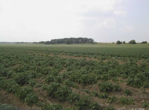 Zones d'une parcelle de pomme de terre avec levée hétérogène et plantes manquantes, correspondant aux plants d'une trémie laissée sous la pluie