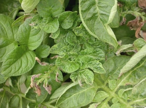 Nécroses et déformations foliaires sur plante de pomme de terre, causées par le gel