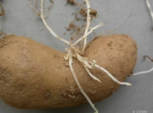 Germes fileurs sur des plants de pomme de terre d'âge physiologique plus avancé