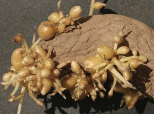 Phénomène de boulage : formation de petits tubercules à proximité des tubercules-mères de pomme de terre avec ou sans présence de germes