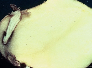 Phénomène de germination interne : développement de germes dans le tubercule de pomme de terre