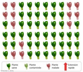 Les plantes présentant des symptômes sont localisées en débuts de rangs