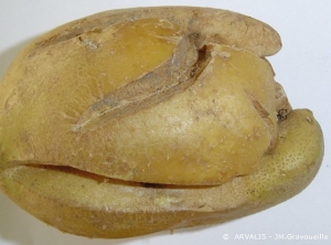 Crevasses profondes sur tubercule de pomme de terre liées à une phytotoxicité d'herbicides. 