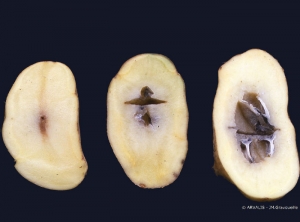 Tubercules en coupe d'un même lot de pomme de terre, atteints de cœur brun (à gauche) et de cœur creux (au milieu et au centre)