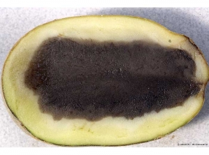 Tubercule de pomme de terre en coupe avec symptôme de cœur noir