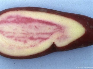 Rosissement de la chair à l'intérieur de l'anneau vasculaire d'un tubercule de pomme de terre variété Roseval 