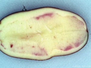 Rosissement de la chair à l'intérieur de l'anneau vasculaire d'un tubercule de pomme de terre variété Roseval 