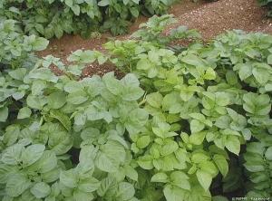 Décoloration du feuillage sur les plantes de pomme de terre du rang de droite ayant reçu un apport d'azote plus limité que le rang fertilisé normalement à gauche 