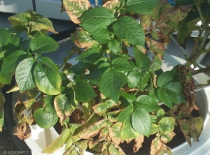 Stade avancé de carence en potassium sur pomme de terre : Gaufrage, brillance et décoloration du bord des folioles mais aussi de fortes déformations et des nécroses brunes des bordures foliaires