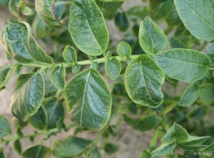 Gaufrage, brillance et décoloration du bord des folioles d'une feuille de pomme de terre provoqués par une carence en potassium