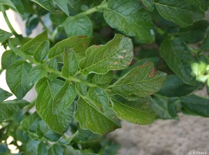 Nécroses marquées sur feuillage de pomme de terre même si la chlorose internervaire est faible. Les symptômes de carence en magnésium peuvent varier selon la variété