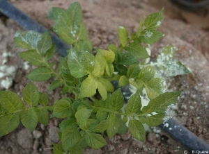 Plante de pomme de terre chétive avec des jeunes pousses jaune pâle, symptômes d'une carence en fer