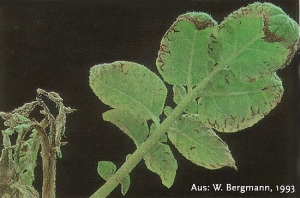 Symptômes de carence en calcium sur apex et jeune feuille de pomme de terre qui deviennent nécrotiques avec un léger enroulement