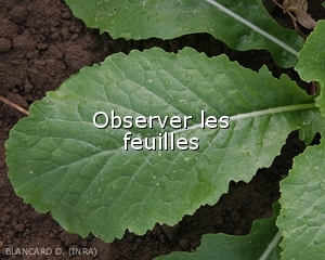 Diagnostic-Feuille