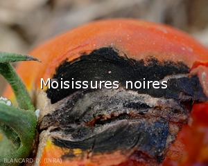 Moisissures-noires