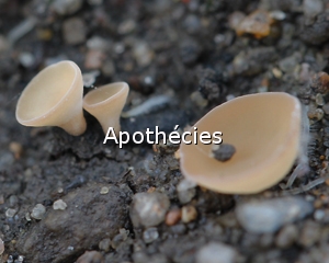 Apothecies (Thibaud Chesneau)