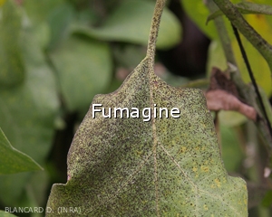 Fumagine