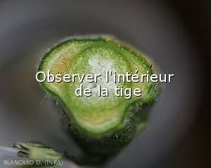 Observer-interieur-tigeR