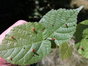 Eriophyes-tiliae