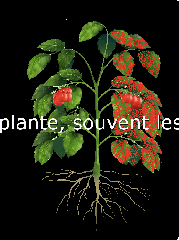 Plante-cote