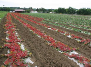 De nombreuses plantes malades réparties en un ou plusieurs secteurs dans la culture présentent des symptômes.