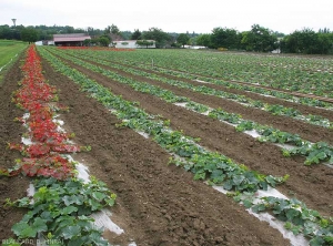 Seules les plantes situées en bordure de la culture montrent des symptômes.